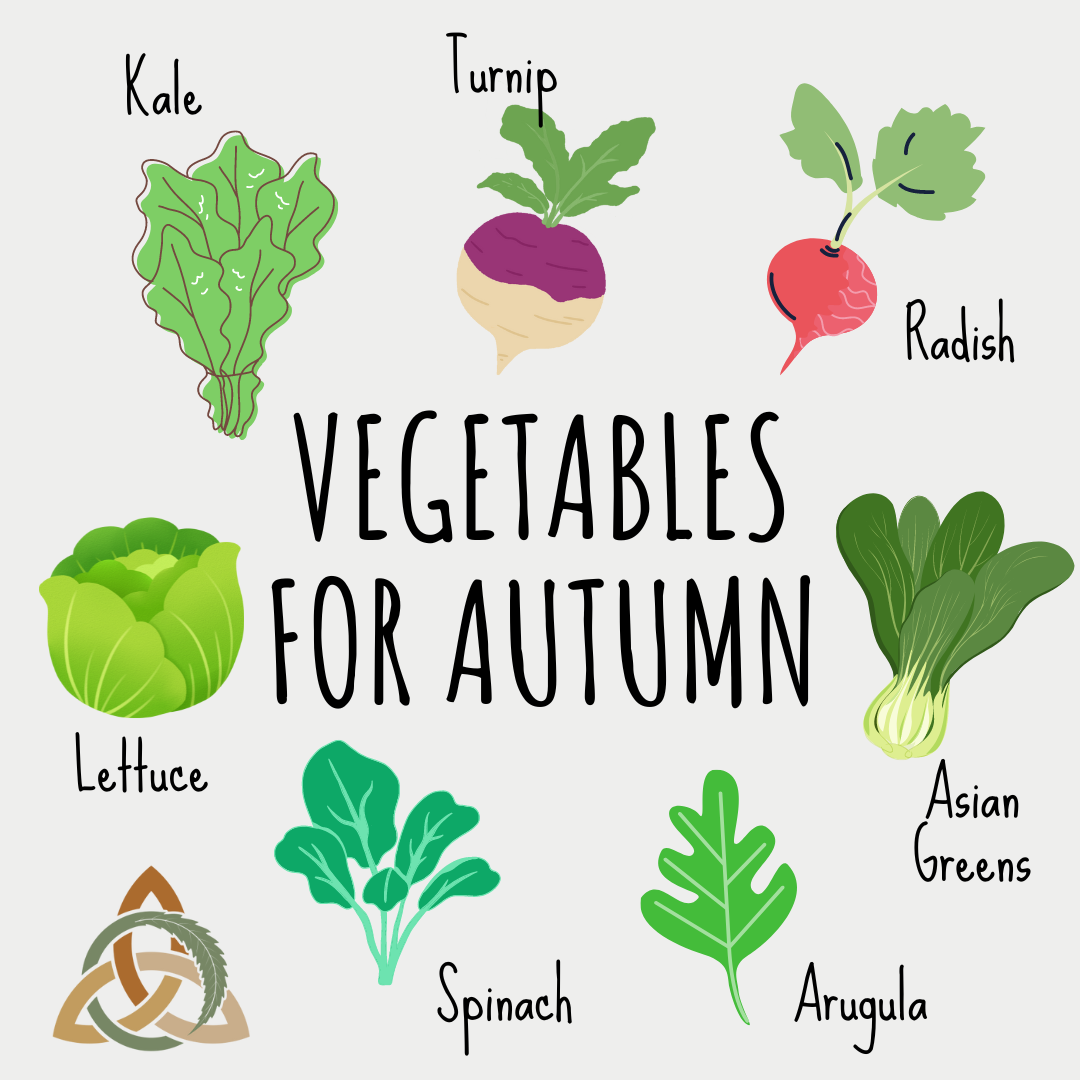 8 Fast Growing Vegetables To Grow In Autumn Celtic Wind 8-fast-growing-vegetables-to-grow-in-autumn-celtic-wind