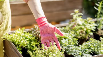 Essential Gardening and Outdoor Tips for a Green & Vibrant Spring