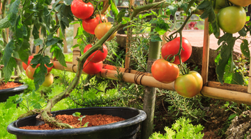 Tips on growing your own fruit, veg & herbs