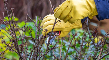 6 ESSENTIAL TIPS TO PREPARE YOUR GARDEN FOR SPRING THIS FEBRUARY